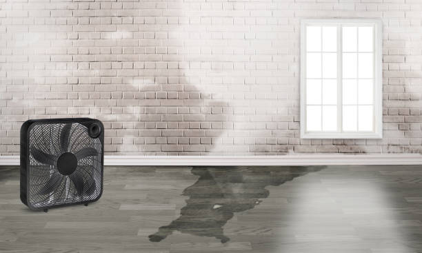 Best Water damage restoration near me  in Blossom, TX